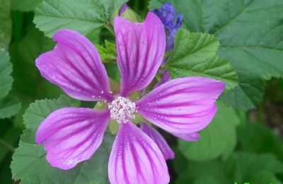 Fleur de mauve