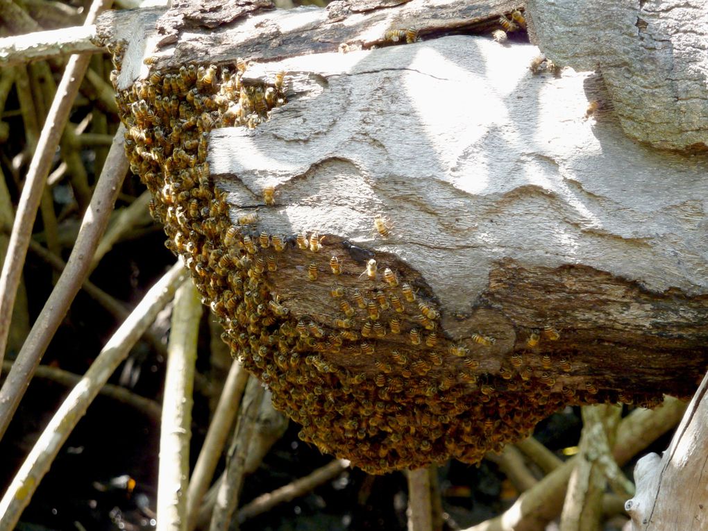 Les ruches traditionnelles dans la mangrove.