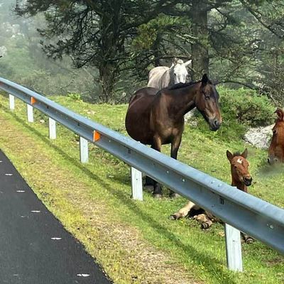 Chemins de traverse en Galice