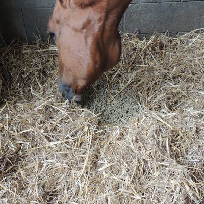 Établissement de rations personnalisées pour votre cheval ou votre poney