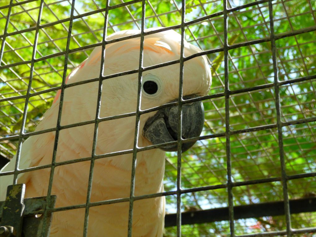 Album - Reserve des oiseaux exotiques