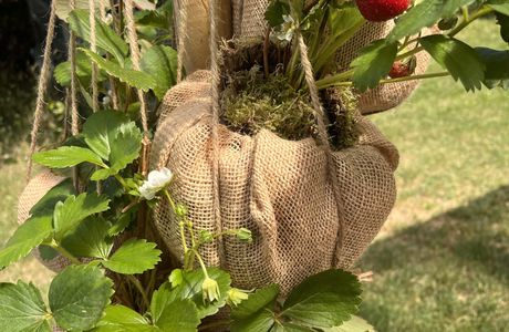kokedama fraisier