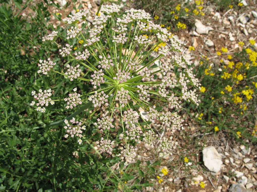 jardin potager et de fleurs, fleurs de montagne et de bord de  mer