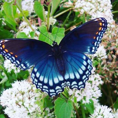 Les ailes, système de climatisation du papillon