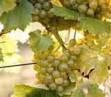 #Bacchus Producers British Columbia Vineyards Canada