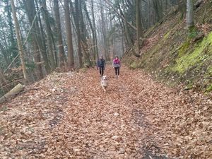 L 29 : Trail de 11,5Km D 427m avec Caro et Sylvie du coté de la grange Michel. Ca parait pas, mais ça grimpe dur ! 