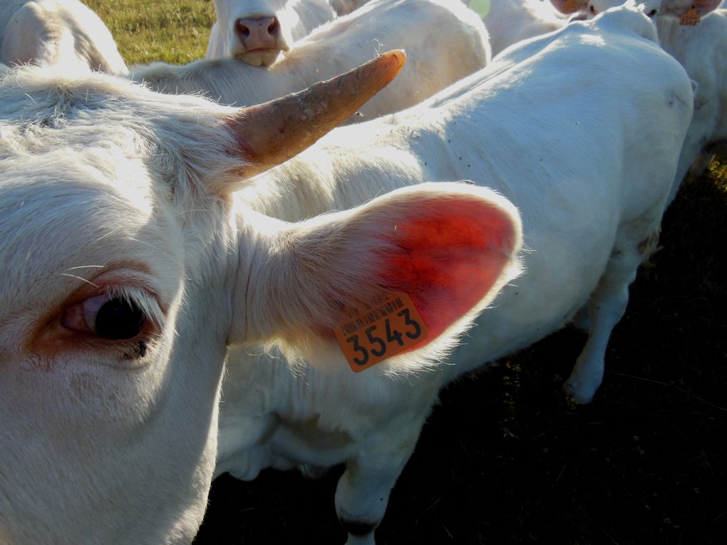 Jeunes vaches charolaises croisées lors des balades aux Crêts de Remont