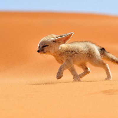 Le fennec