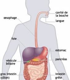 Devoir 1 HG/sciences...