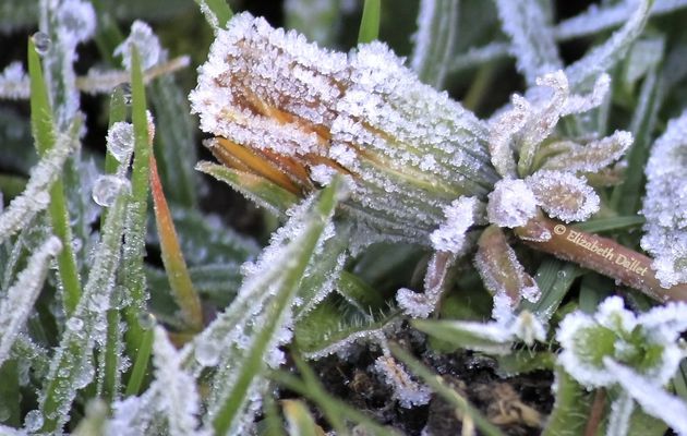 Le printemps dans l’hiver