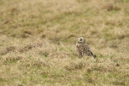 Hibou des marais (Asio flammeus)