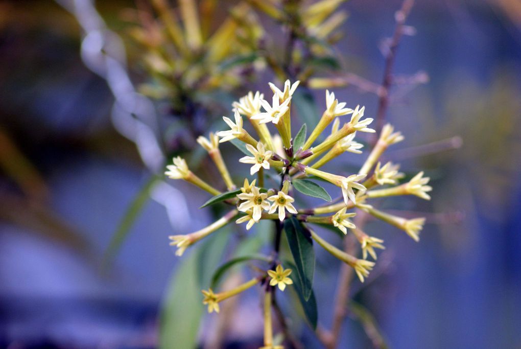 Photos diverses de fleurs et plantes de mon jardin, pour la plupart... en toutes saisons.