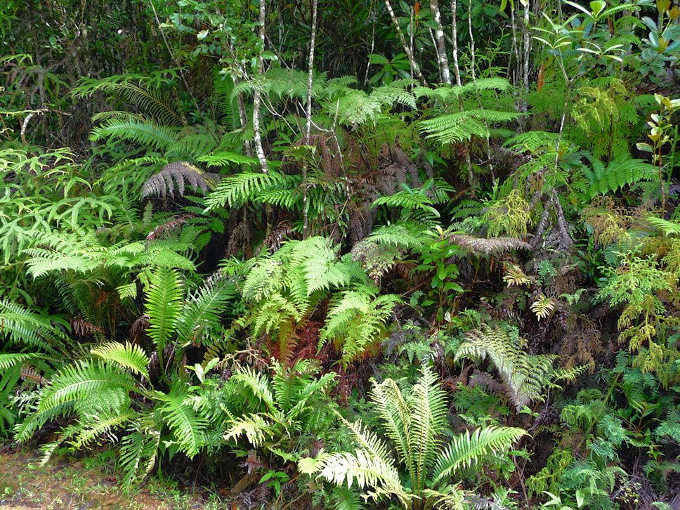 Paysages, forêts et arbres remarquables de Nouvelle-Calédonie