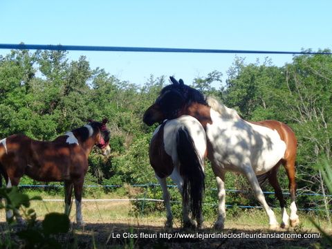 Beaucoup de chevaux rencontrés au cour de notre balade .....