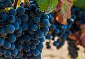 #Malbec Producers Uruguay Vineyards