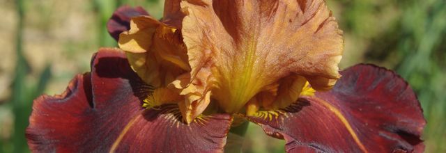 Les variétés d'iris sont nombreuses (5ème et dernière série)