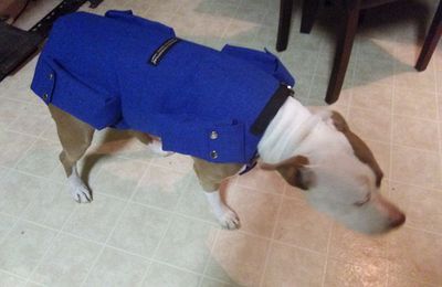 Service Dog Weight Vest Training And Resistance For The Dog