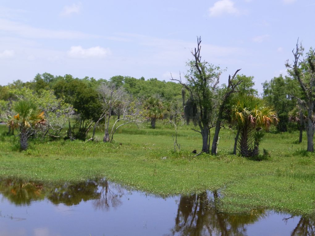 Le 6 juin, nous partons à la découverte des Everglades, plus célèbre Parc Naturel National de Floride.