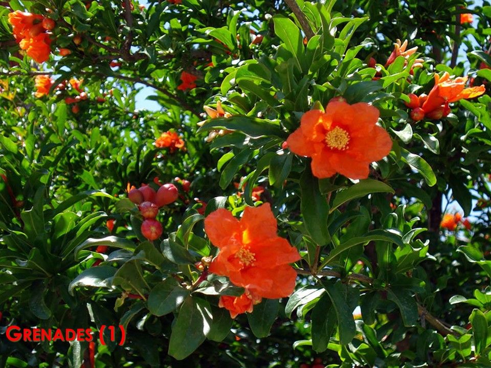 La Nature - Les Plantes - 2