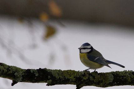 Mésange de Noel