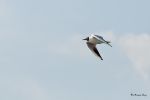 Mouette rieuse en vol