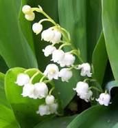 Dimanche 1 mai : venez fêter le muguet de l'amour avec l'avava
