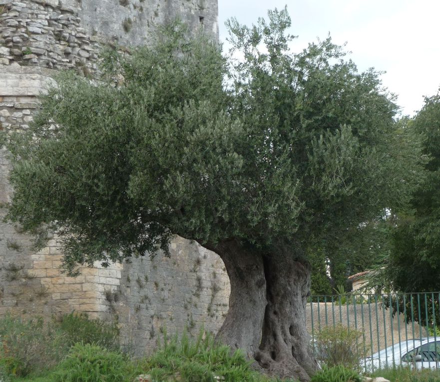 un été entre Cévennes et littoral...