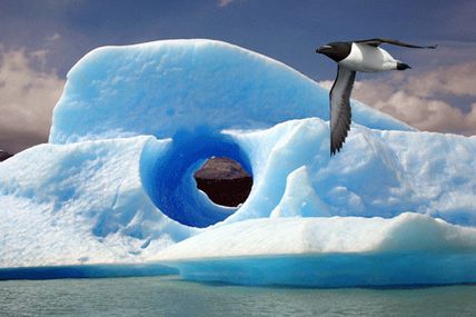 Le Pingouin Torda, Alca Torda, espèce en voie de disparition
