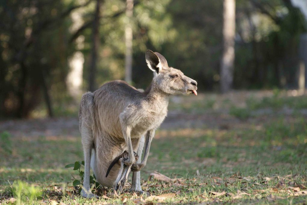 Album - Back-in-NSW