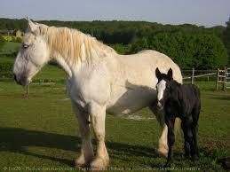 Le percheron