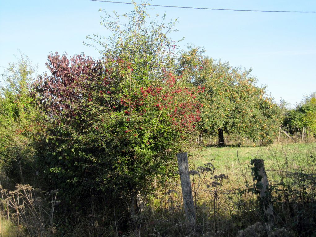 balades à vélo