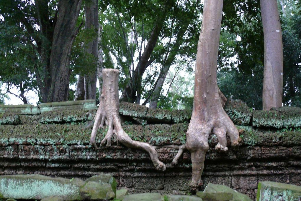 Angkor Vat, Bantey Kdey, Bantey Srey, Bayon, Phimeanakas, Pre Rup, Srah Srang, Ta Som, Terrasse des Eléphans, Terrasse du Roi Lépreux, Paysages d'Angkor