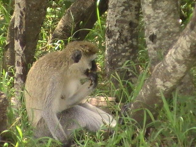 Safari de trois jours !