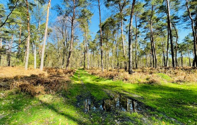 la Route du Bois de Damart
