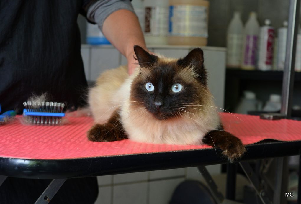 Le salon de toilettage "Miss Féline" d'Amélie Nowicki sis 102 rue du Général Delestraint à Aniche - Photos : 13 juin 2019