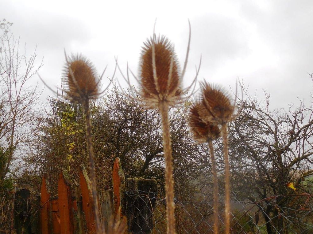 Fleurs, fruits et champignon