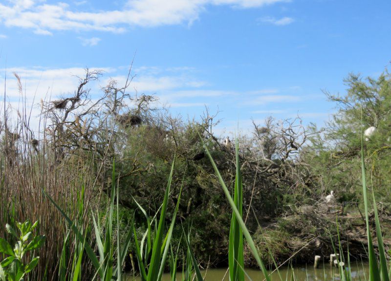 Album de 35 photos : 25 avril 2024 : Visite guidée du parc ornithologique de Pont-de-Gau