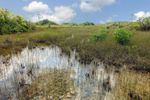 MAI 2022 : Jour 9 / Everglades National Park secteur Royal Palm