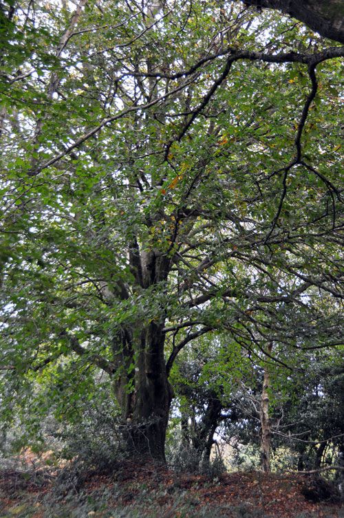 Des arbres remarquables avec ou sans le label