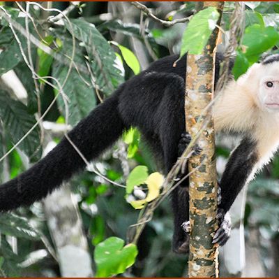 Mille et une photos du Panama - Faune du Darien, petit survol non exhaustif.