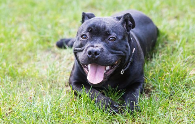 Le staffie est il un chien de categorie