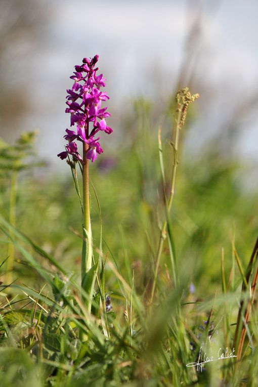 Orchis male