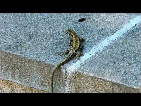 Le lézard des murailles.wmv