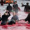 STOP au massacre des dauphins !