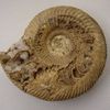 Ammonites à géodes de quartz du Calvados