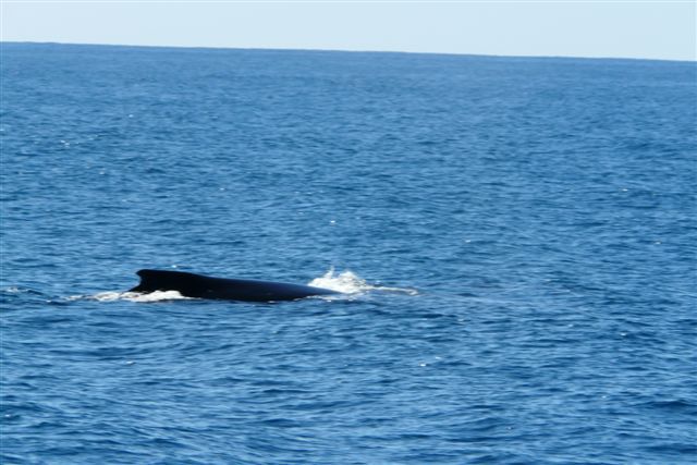 Un dimanche ensoleillé passé en compagnie de Fabien, Sophie, Linda, Stéphane et Salma ... à la rencontre des baleines.