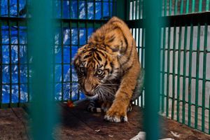 Journal du Couvre-feu/J. 60 ‘’Le trafic de tigres, un business florissant et particulièrement cruel’’
