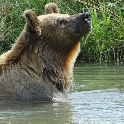 Malgré la promesse d'Emmanuel Macron, "il y aura de nouveaux lâchers d'ours dans les Pyrénées", assure une association