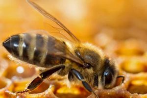 LES ABEILLES EN VOIE DE DISPARITION