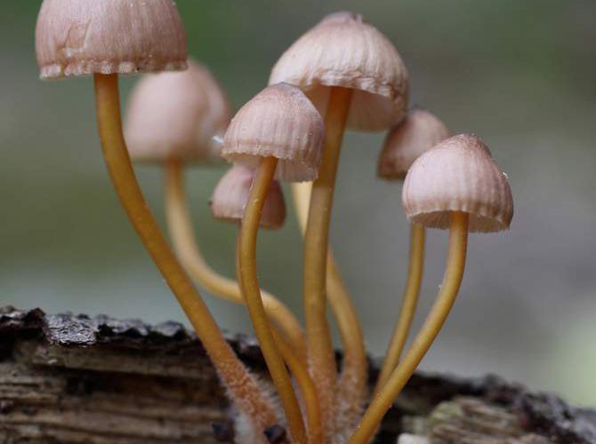 Mushrooms bis